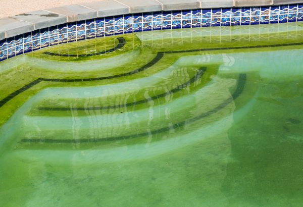 Cost of Pool Deck Algae Removal in Petaluma